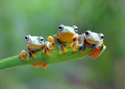 Bluebird Puzzle : Friendly Frogs (500)
