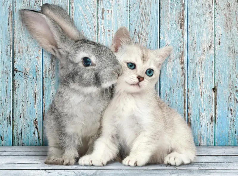 Clementoni : Cat & Bunny (500)
