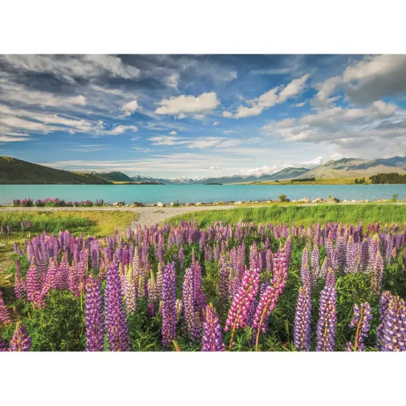 Clementoni : Lupins at Lake Tekapo (1500)