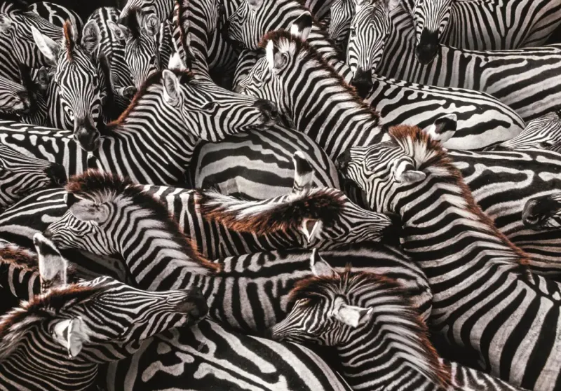 Clementoni : National Geographics - Burchell Zebras (1000)