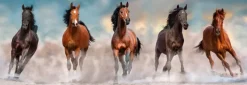 Clementoni : Panorama - Horses (1000)
