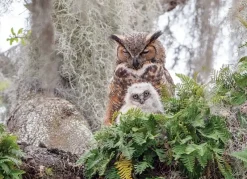 Cobble Hill : Great Horned Owl (1000)