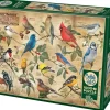 Cobble Hill : Popular Backyard Wild Birds of North America (1000)