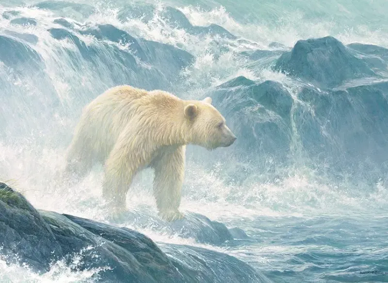 Cobble Hill : Salmon Watch - Spirit Bear (500)