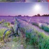 Educa : Bike in a Lavender Field (1000)