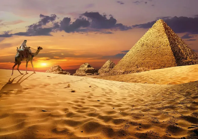 Educa : Camel in the Dessert (1000)