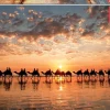 Educa : Golden Sunset on Cable Beach, Australia (1000)