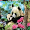 Educa : Morning Panda (1000)