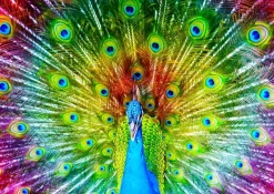Enjoy : Colorful Peacock (1000)