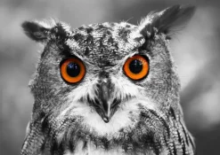 Enjoy : Curious Owl (1000)