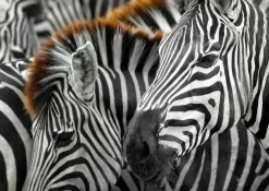 Enjoy : Zebras (1000)
