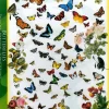 EuroGraphics : Butterflies (1000)