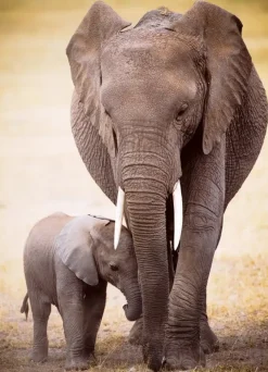 EuroGraphics : Elephant & Baby (1000)