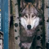 EuroGraphics : Gray Wolf (1000)