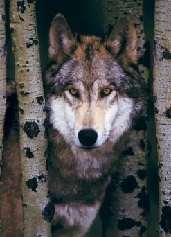 EuroGraphics : Gray Wolf (1000)