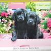 EuroGraphics : Large Pieces - Black Labs in Pink Box (500)