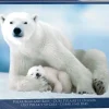 EuroGraphics : Polar Bear and Baby (1000)