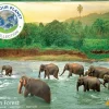 EuroGraphics : Save Our Planet Collection - Rain Forest (1000)