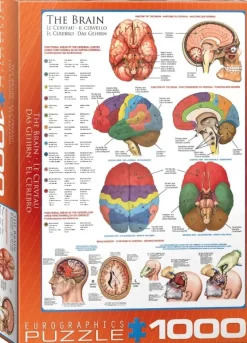 EuroGraphics : The Brain (1000)
