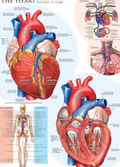 EuroGraphics : The Heart (1000)