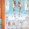 EuroGraphics : The Human Body (1000)