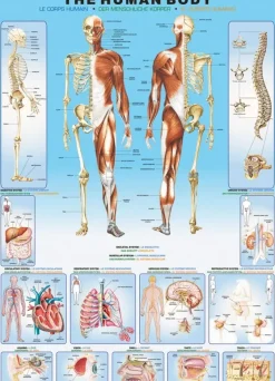 EuroGraphics : The Human Body (1000)