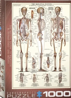 EuroGraphics : The Skeletal System (1000)