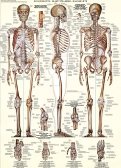 EuroGraphics : The Skeletal System (1000)