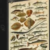 Grafika : Larousse - Fish (1000)