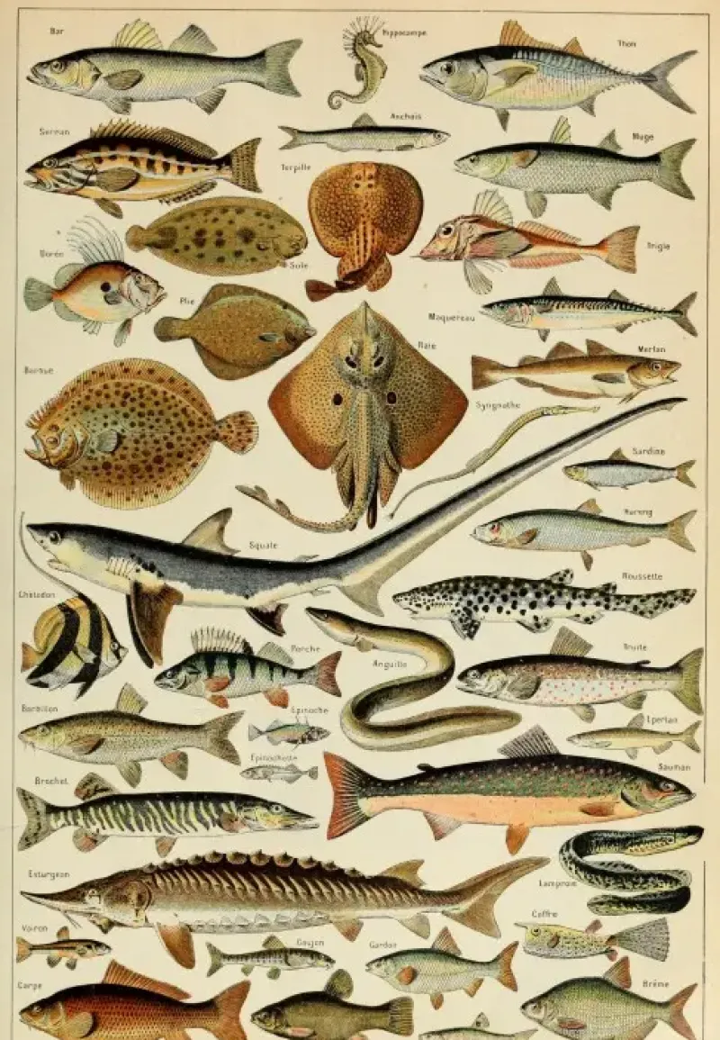 Grafika : Larousse - Fish (1000)