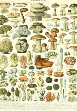 Grafika : Larousse - Mushrooms (1000)