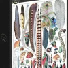 Grafika : Larousse pour Tous - Feathers (1000)