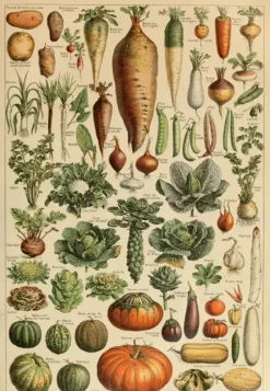 Grafika : Larousse - Vegetables and Vegetable Plants (1000)