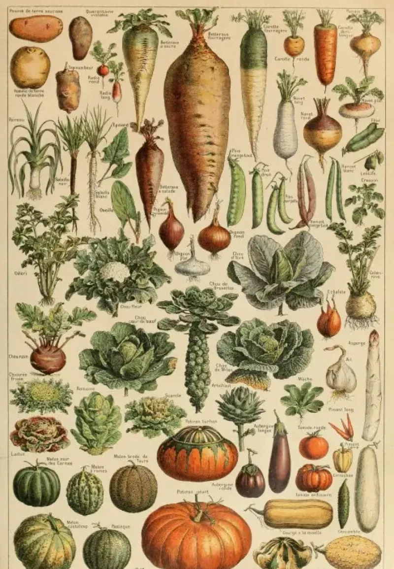 Grafika : Larousse - Vegetables and Vegetable Plants (1000)