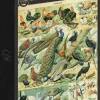 Grafika : Nouveau Larousse - Birds (1000)