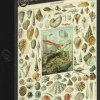 Grafika : Nouveau Larousse - Molluscs (1000)