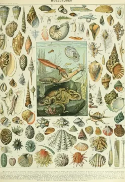Grafika : Nouveau Larousse - Molluscs (1000)
