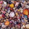 Piatnik : Seashell (1000)