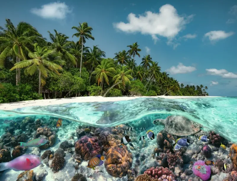 Ravensburger : A Dive in the Maldives (2000)