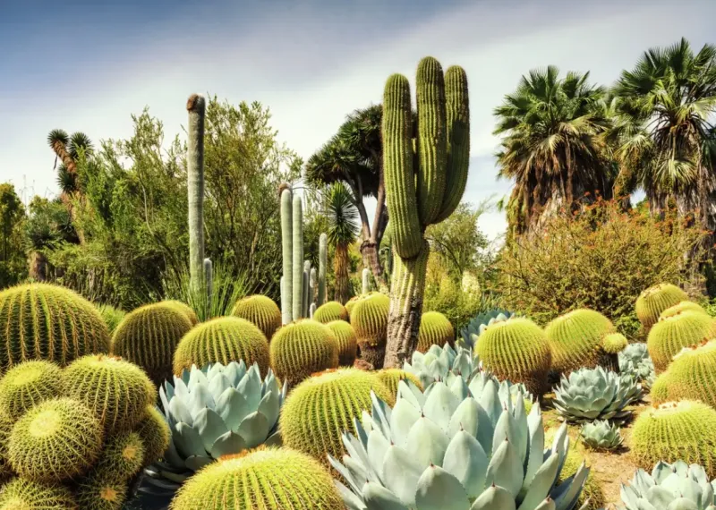 Ravensburger : Beautiful Gardens - The Huntington Desert Garden, California, USA (1000)