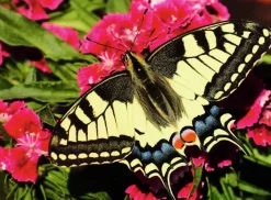 Ravensburger : Colorful Animals - Butterfly (500)