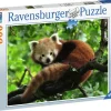 Ravensburger : Cute Red Panda (500)