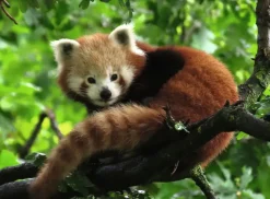 Ravensburger : Cute Red Panda (500)