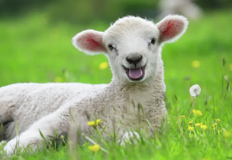 Ravensburger : Farm Animal Babies (2 x 12)