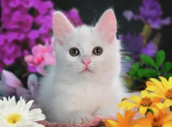 Ravensburger : Glitter Cat (100)