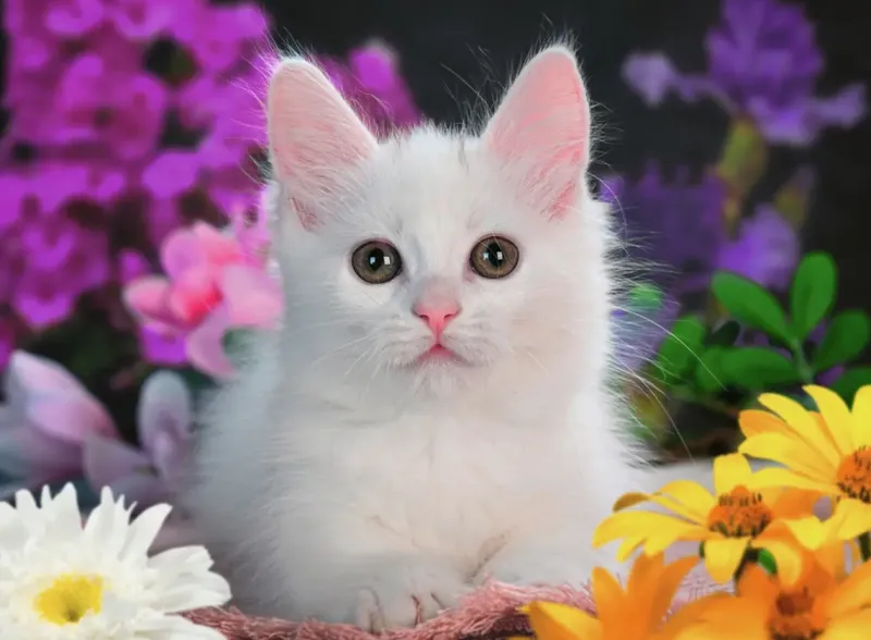 Ravensburger : Glitter Cat (100)