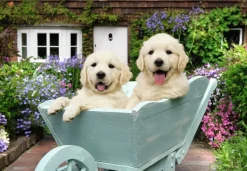 Ravensburger : Golden Retriever (200)