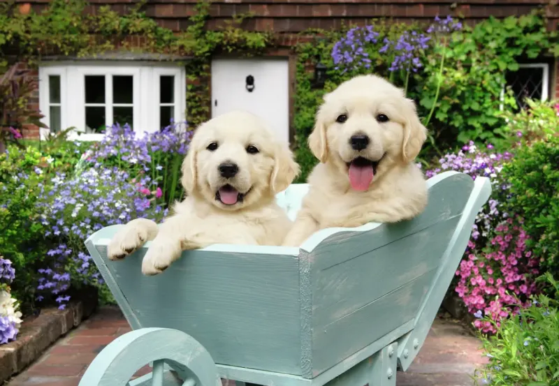 Ravensburger : Golden Retriever (200)