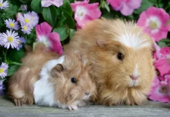 Ravensburger : Guinea Pigs & Bunnies (2 x 12)