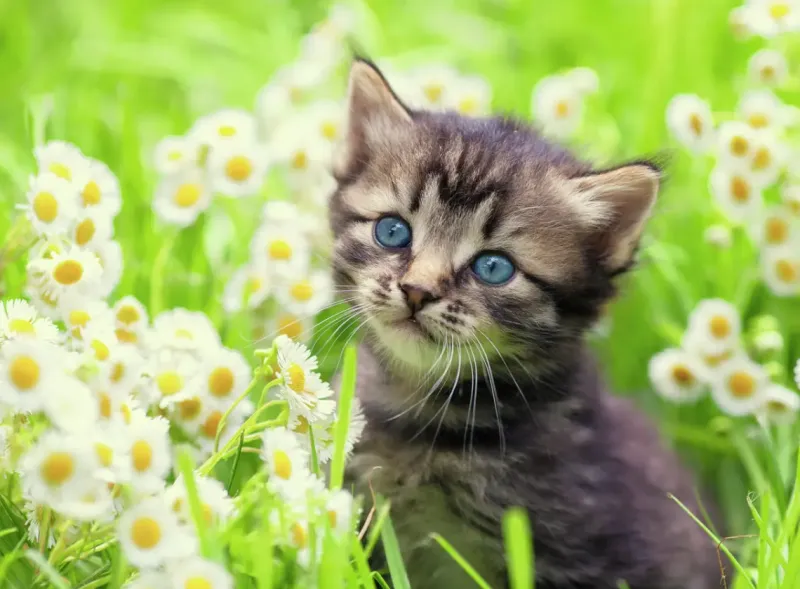 Ravensburger : Kitten in the Meadow (500)